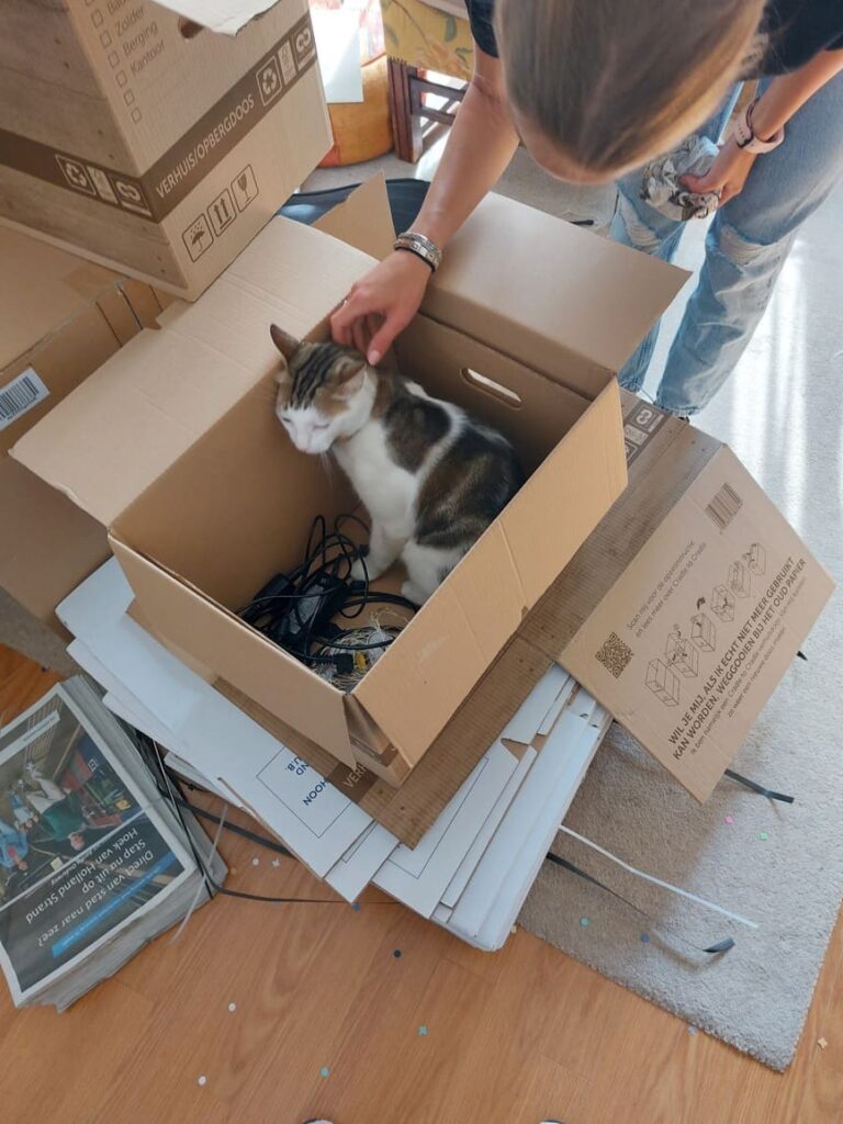 cute moving cat Sitting in the moving cardboard Box